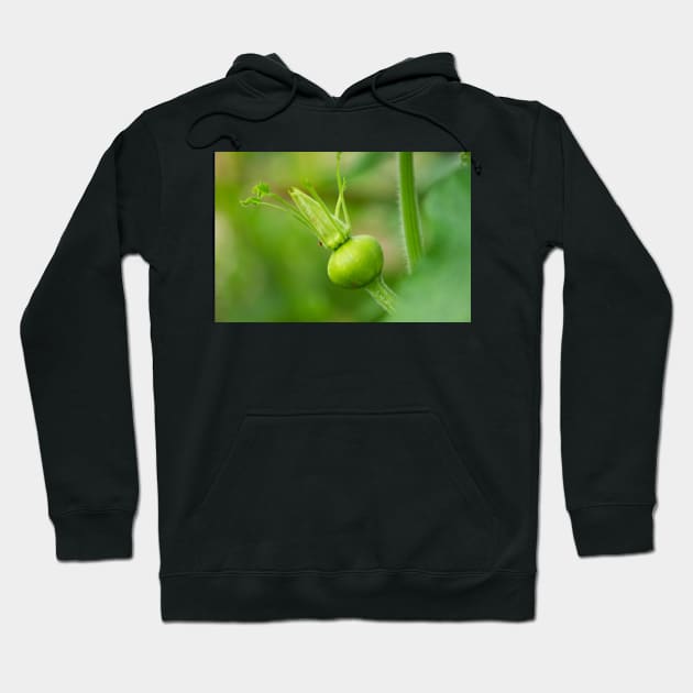 oli new squash Hoodie by pcfyi